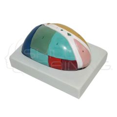 Magnified Thalamus Model