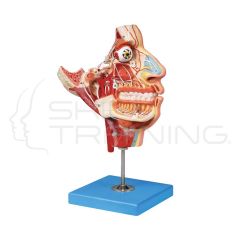 Nerves and Vessels in the Facial Skull