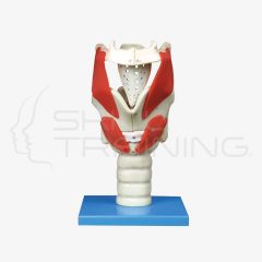 Functional and Structure of Larynx Medical