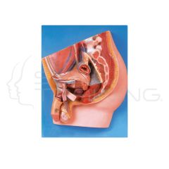 Median Section of Male Pelvis