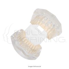 Standard Transparente PE Teeth