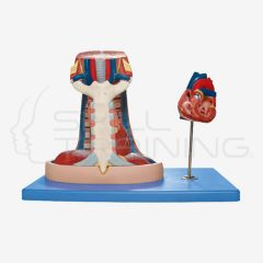 Mediastinum Model