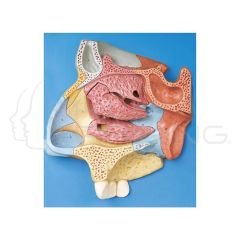 Median Sagittal Section of Nasal