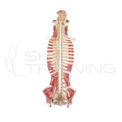 Spinal Cord in the Spinal Canal