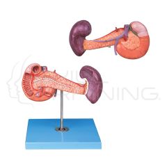Pancreas with Spleen and Duodenum