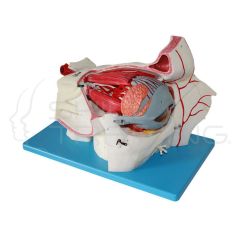 Eyeball and Orbit with Vessels and Nerves