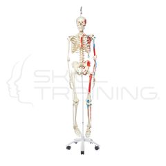 Male Human Skeleton One-side Painted Muscles