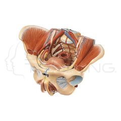 Female Pelvis