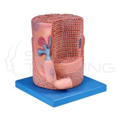 Skeletal Muscle Fiber with Motor