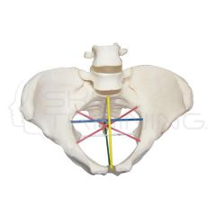 Pelvimetry Demonstration Model