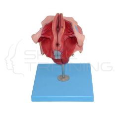 Female Genital Organs