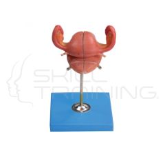Anatomical uterus