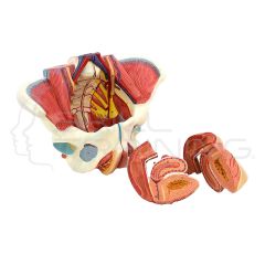 Female Pelvis w/ Reproductive Organs and Vascular Nerves and Related Muscle