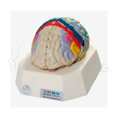 Modelo Cerebral Funcional Tamaño Natural
