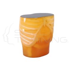 CT Abdomen Phantom