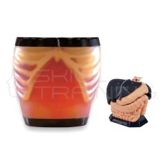 Ultrasound Examination Model "ABDFAN" set