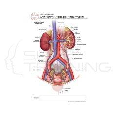 Lamina Genitourinario