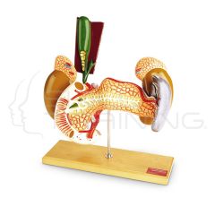 Internal Organs (2 Parts)