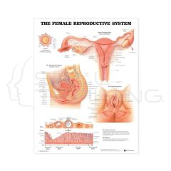 Female Reproductive System Chart