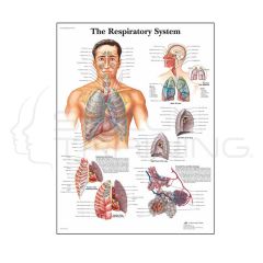 Respiratory System Chart