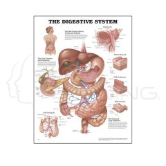 Lamina Sistema Digestivo