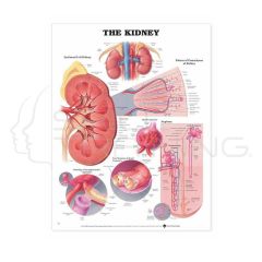 The Kidney Chart