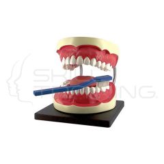 Oral Hygiene Set w/ Tongue