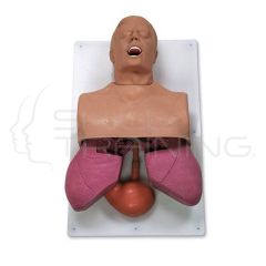 Adult Airway Management Trainer Simulaids
