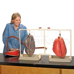 BioQuest Dual Lungs Comparison Kit