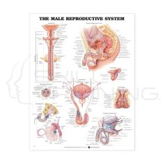 The Male Reproductive System
