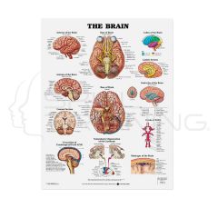 The Brain Chart