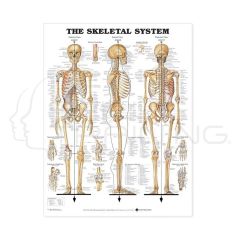 The Skeletal System Chart