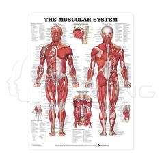 The Muscular System Anatomical Chart
