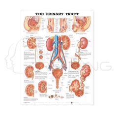 Chart the Urinary Tract