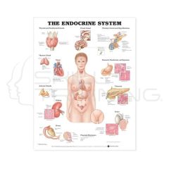 The Endocrine System