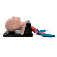Entrenador de Manejo de la Vía Aérea Pediátrica para Intubación y  Broncoscopia
