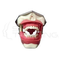 Modelo para Anestesia Oral y Extracción de Dientes con Sensores