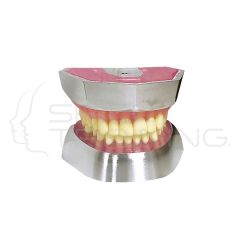 Modelo de Extracción de Dientes de Resina