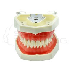 Modelo de Diente Estándar (Goma Blanda de 28 dientes)