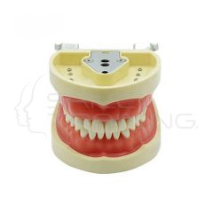 Modelo de Diente Estándar (Goma Blanda de 32 dientes) Tipo Frasaco
