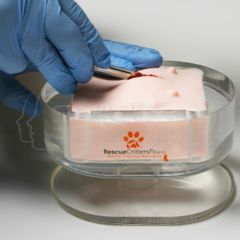 Modelo de Ovariohisterectomía (Esterilización) Canina K9