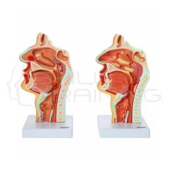 Laryngeal and Pharyngeal Disorders Model