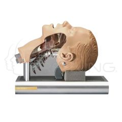 Entrenador de Intubación AMBU - Lado Izquierdo Abierto