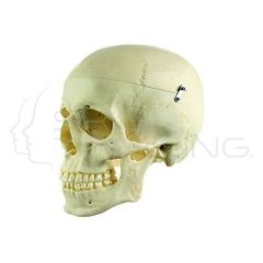 Cráneo Humano Artificial SOMSO - Masculino