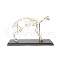 Modelo de Esqueleto de Gato, Espécimen Natural, Articulación Flexible