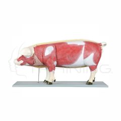 Modelo Anátomico de Cerdo