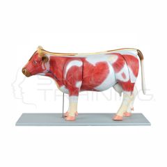Modelo Anatomico de Bovino