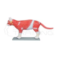 Modelo Anatomico de Gato Domestico