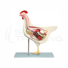 Modelo Anatomico de Gallina Domestica