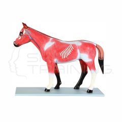 Modelo Anatomico de Caballo